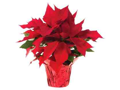 Red Poinsettia