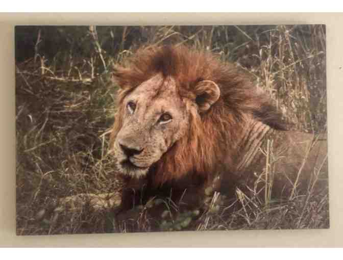 Metal Framed Lion photo