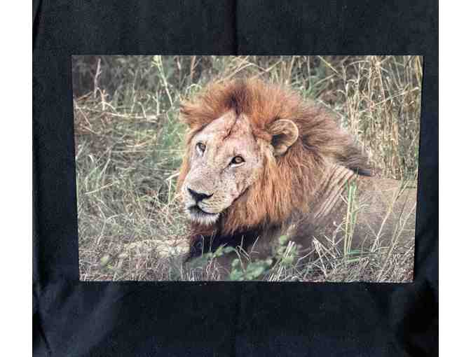 Metal Framed Lion photo