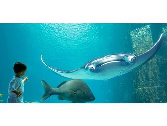 Escape to Atlantis, Paradise Island, Bahamas