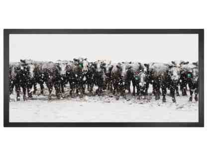 Snow Cow Fine Art Print