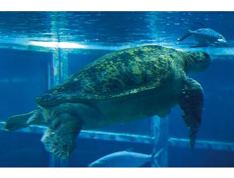 New England Aquarium - Boston 2 Tickets