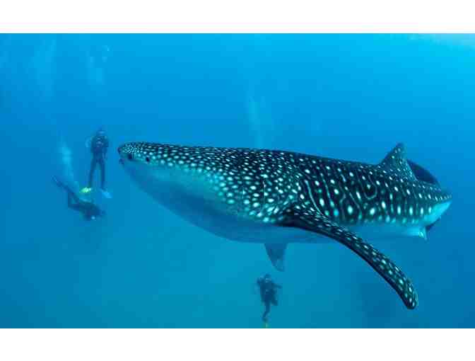 A TROPICAL DIVING DREAM VACATION IN BELIZE