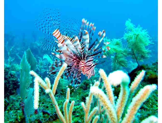 A TROPICAL DIVING DREAM VACATION IN BELIZE