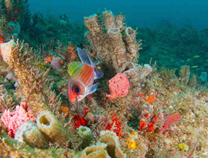 Sunshine and Scuba Vacation in West Palm Beach for Four