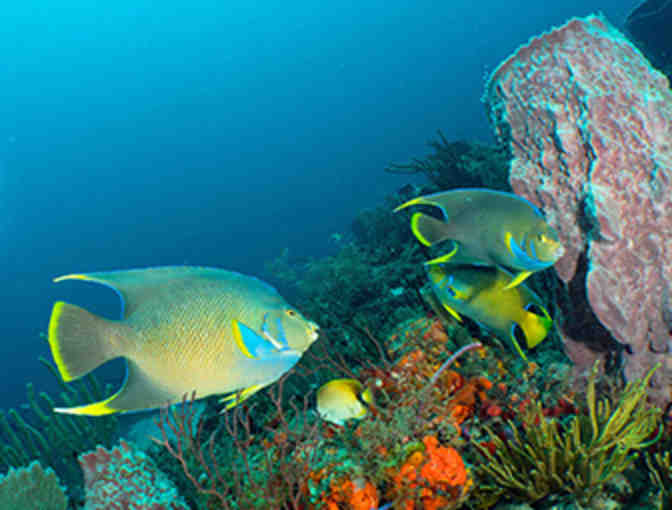 Sunshine and Scuba Vacation in West Palm Beach for Four