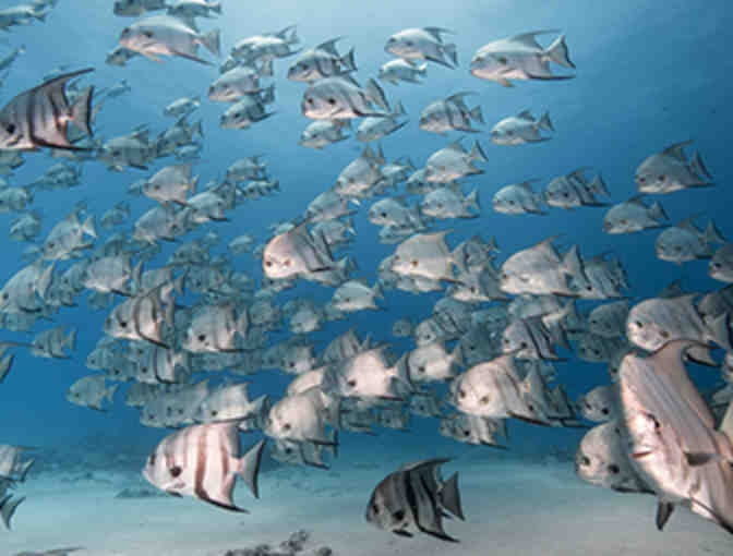 Sunshine and Scuba Vacation in West Palm Beach for Four