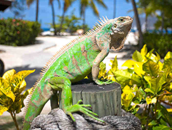 Your next vacation: One Week at a Resort in the beautiful St. Vincent & Grenadines