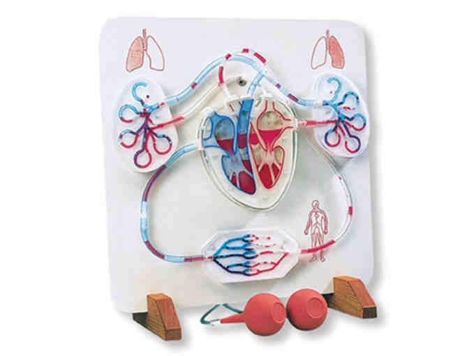 Teacher Wishlist: Life Science Functional Heart and Circulatory System