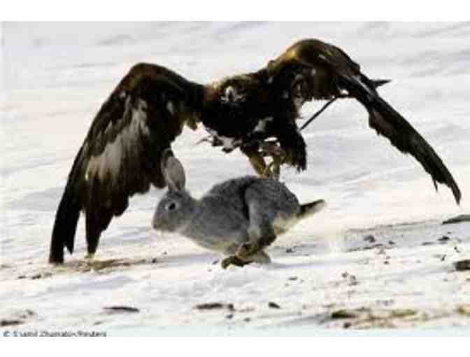 Falconry Hunting Excursion