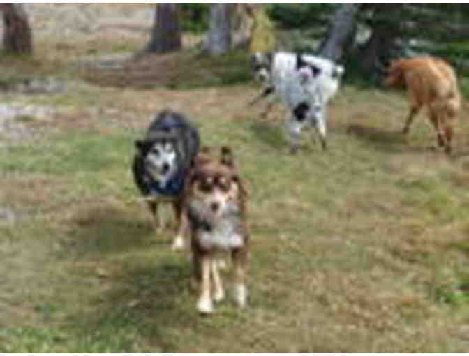 Hound Around -One 2 hour hike and 45 minute canine massage for your Precious Pooch