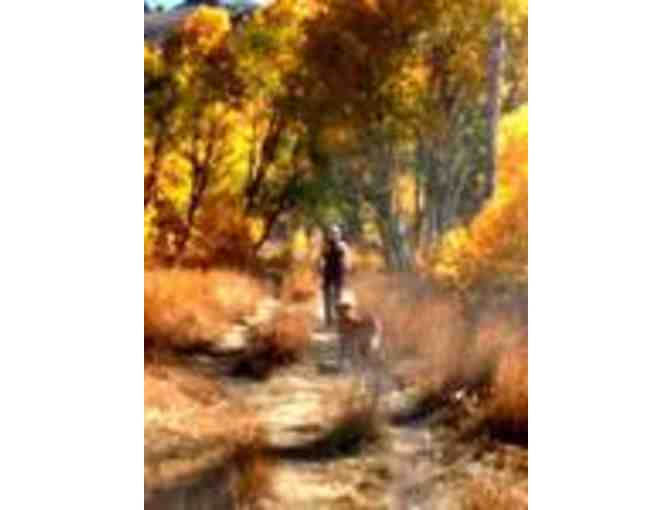 Hound Around -One 2 hour hike and 45 minute canine massage for your Precious Pooch