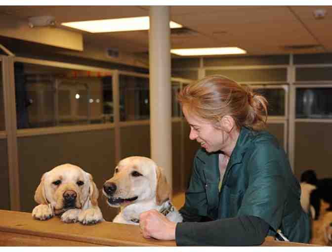Doggie Daycare at Sun Valley Animal Center (5 Days)