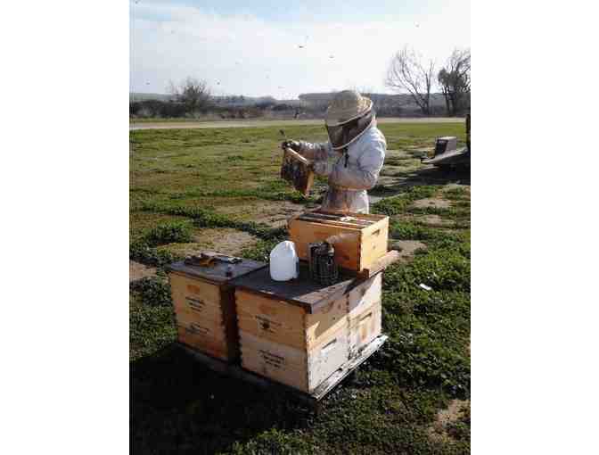 Five Bee Hives -1 quart  of yummy, Local Raw Honey