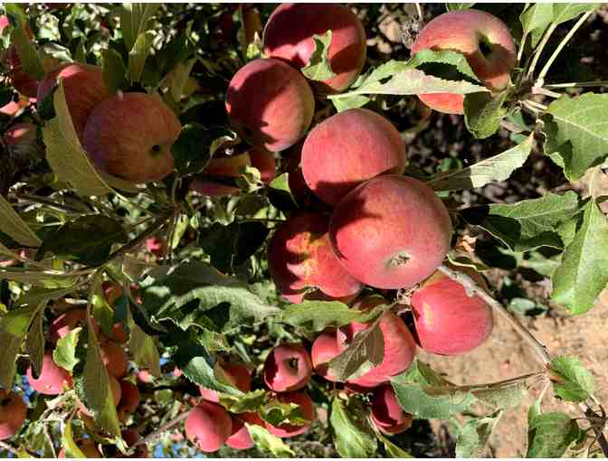 Apple Picking in Sebastopol - Photo 1