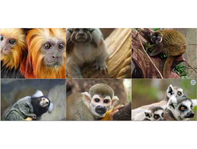Rainforest Adventures Zoo - Sevierville, TN - Photo 4