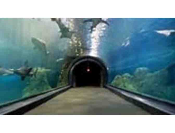 Adventure Aquarium - NJ