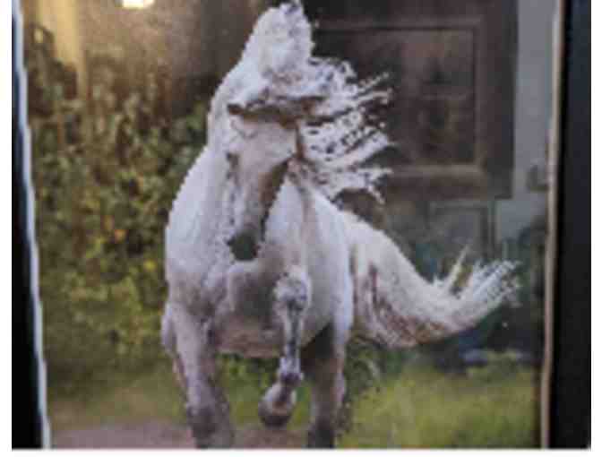 Beautiful White Horse Picture - Photo 1