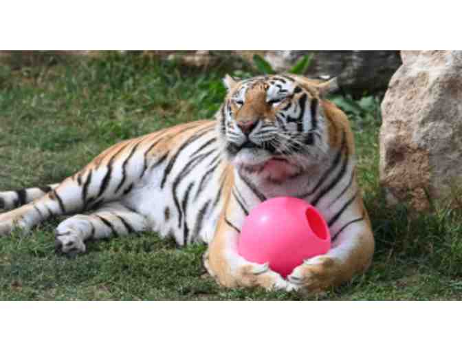 Turpentine Creek Wildlife Refuge - Eureka Springs, AR