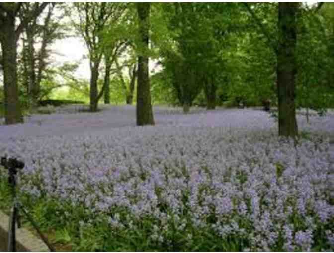 Brooklyn Botanical Gardens-1 Year Family Membership