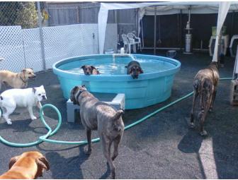 Dogs Rule 3 Days of Day Care