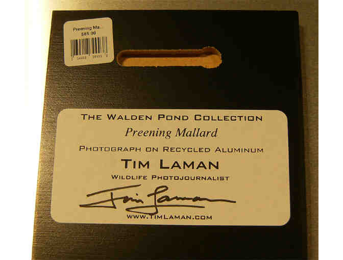 'Preening Mallard' Photograph on Metal by Photographer Tim Laman (copy 1)