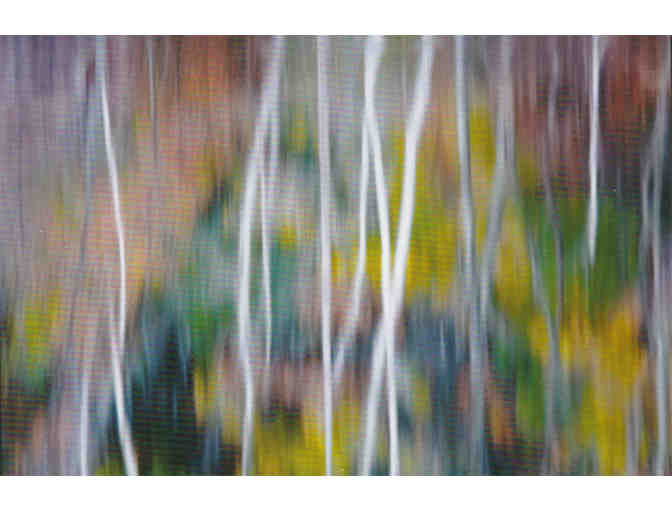 'Fall Birch Reflections' Photograph on Metal by Photographer Tim Laman (copy 1)