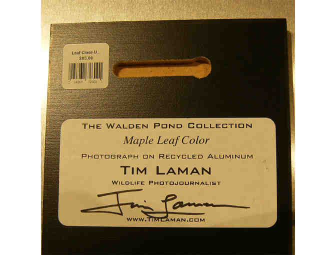 'Maple Leaf Color' Photograph on Metal by Photographer Tim Laman