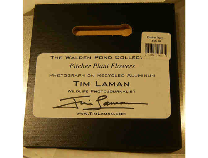 'Pitcher Plant Flowers' Photograph on Metal by Photographer Tim Laman (copy 1)