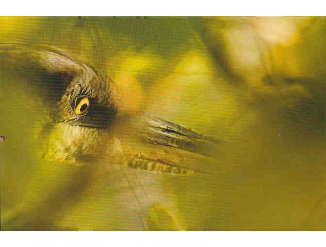 'Eye of the Heron' Photograph on Metal by Photographer Tim Laman (copy 3)