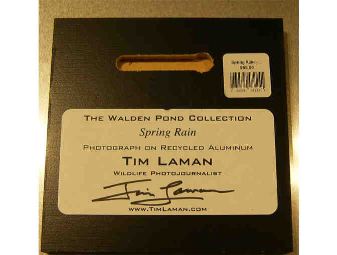 'Spring Rain' Photograph on Metal by Tim Laman (copy 2)