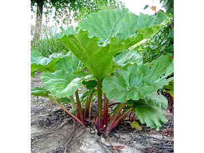 Rhubarb Plant from Thoreau's Birthplace