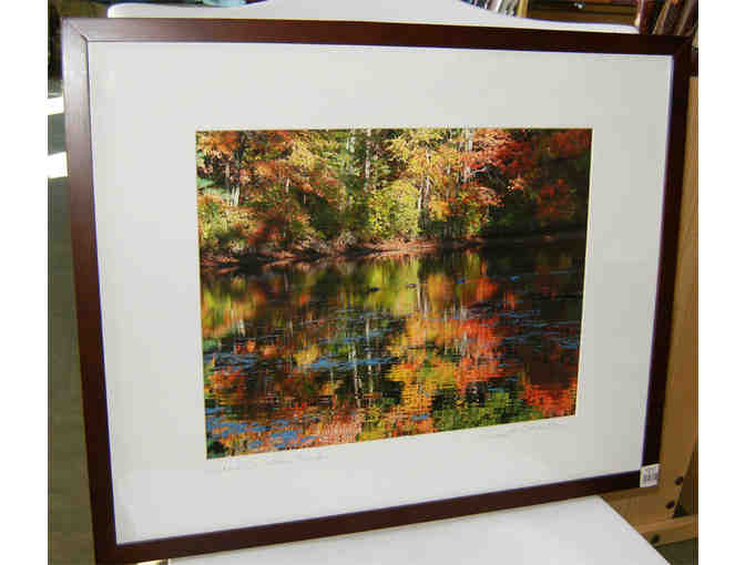 Ducks at Walden Pond - Framed photograph by Alice Wellington - Photo 1