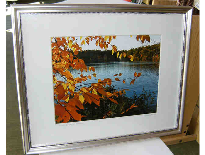 Golden Leaves of Walden - Framed Photograph by Bonnie McGrath - Photo 1