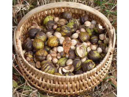 Wild edibles book + Shagbark Hickory Nuts