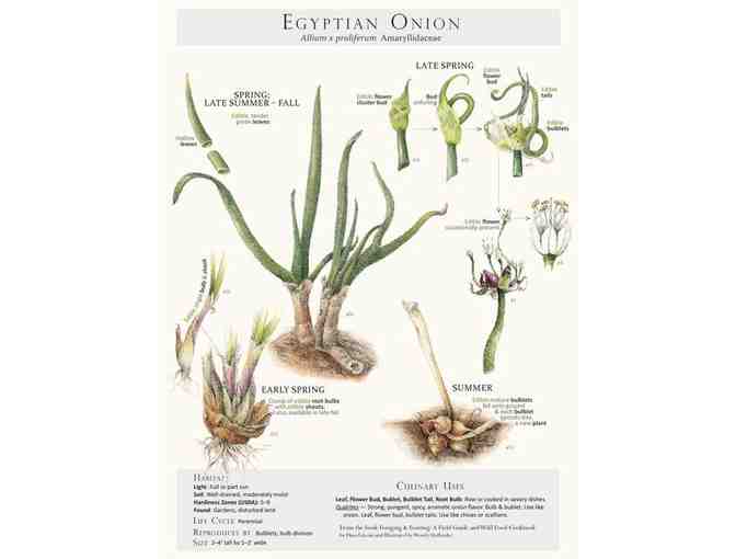 Thoreau Farm Egyptian Walking Onion bulbs - Photo 1