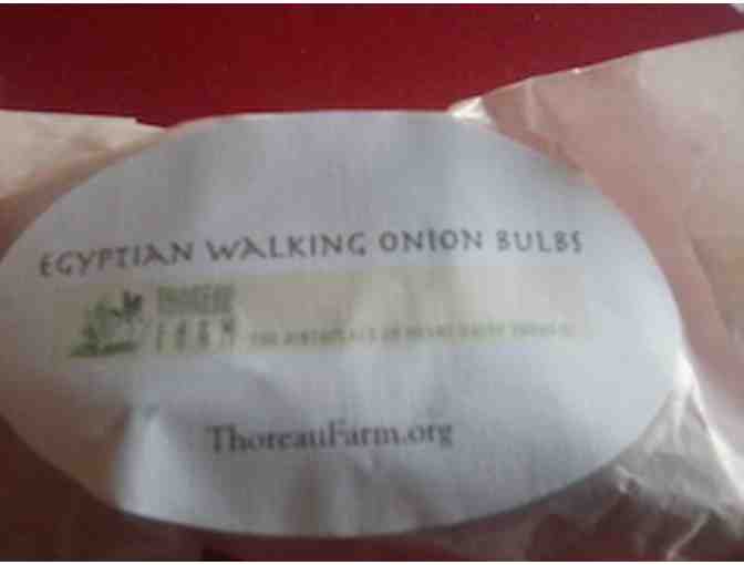 Thoreau Farm Egyptian Walking Onion bulbs - Photo 3