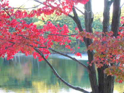 Walden Pond in Autumn - Matted Giclee Print by Deborah Shneider Smith