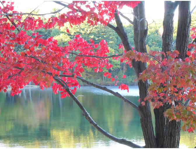 Walden Pond in Autumn - Matted Giclee Print by Deborah Shneider Smith - Photo 1