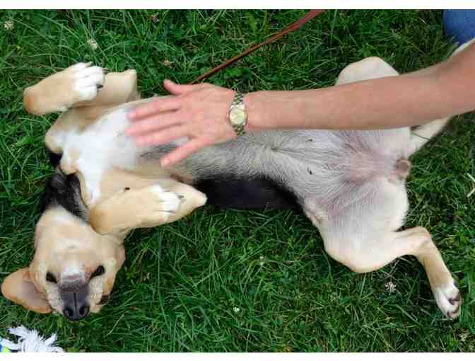 Holiday Wish: Spay or Neuter a Rescue Dog or Cat