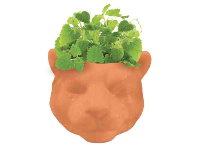 Catnip plant grow kit w/ tiger pot