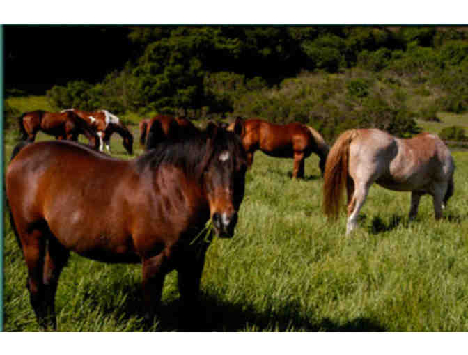 4 Person Trail Ride Package at Webb Ranch