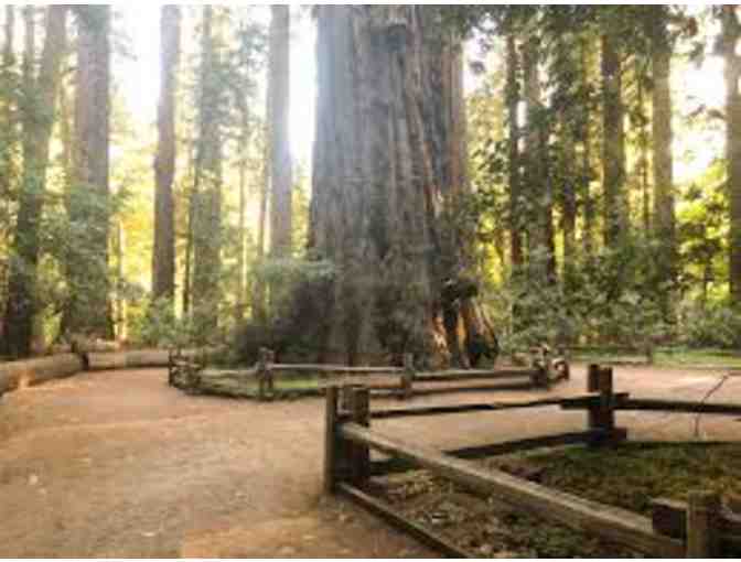 Hike, Picnic lunch and Hide & Go Seek in the Redwoods with Mrs. Bootz!