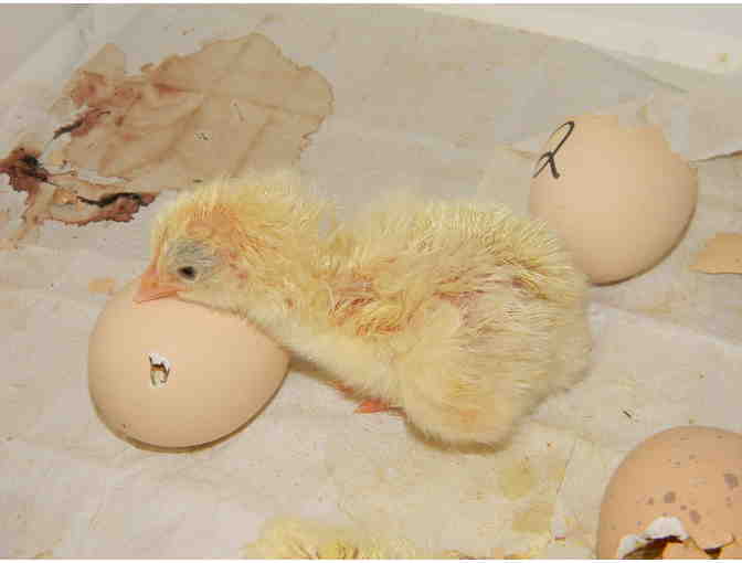 Quiver Farm Projects Chick Hatching Program