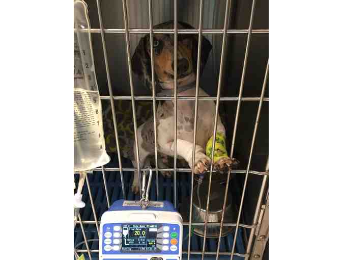 Sponsorship of TDR Emergency Vet Care