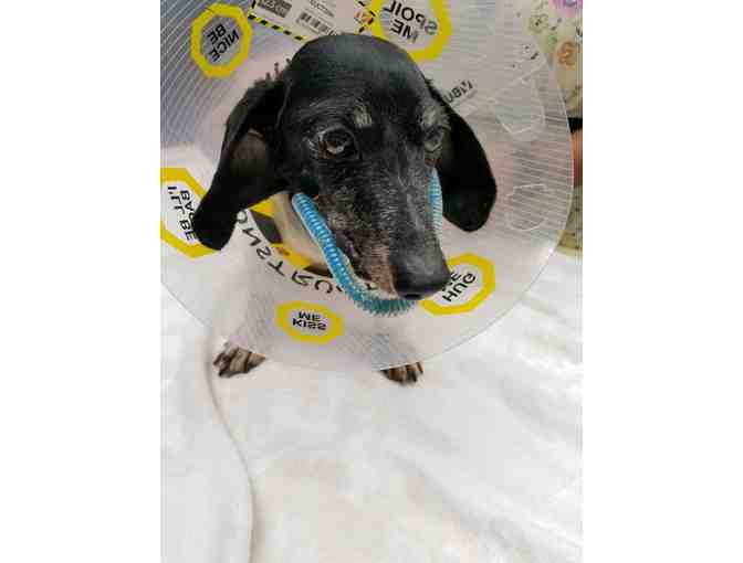 Sponsorship of TDR Emergency Vet Care