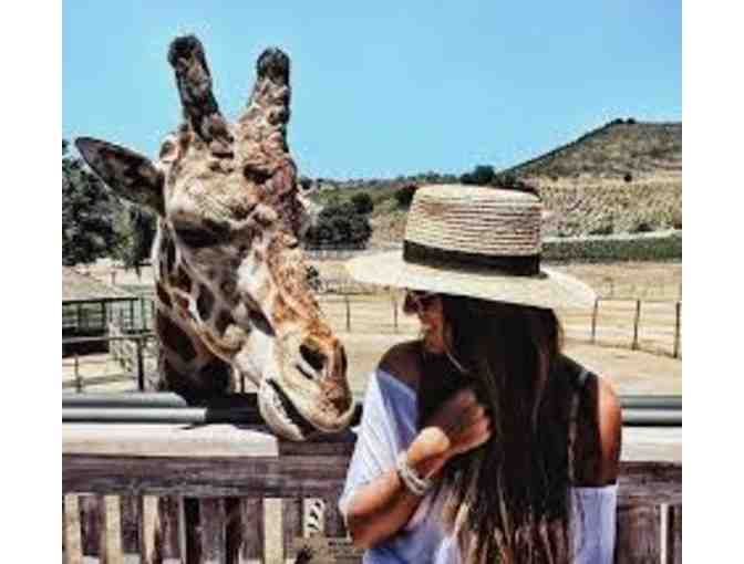 Malibu Wine Safari - Giraffe Safari Tour (2 of 2)