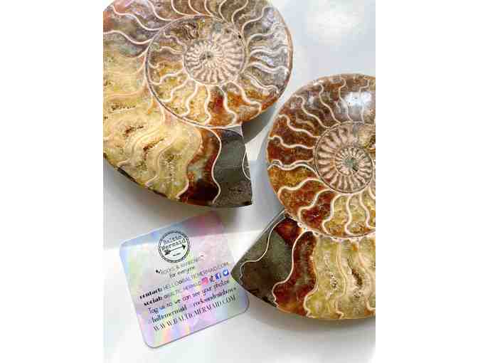 Ammonite Fossil Pair from Madagascar from Baltic Mermaid