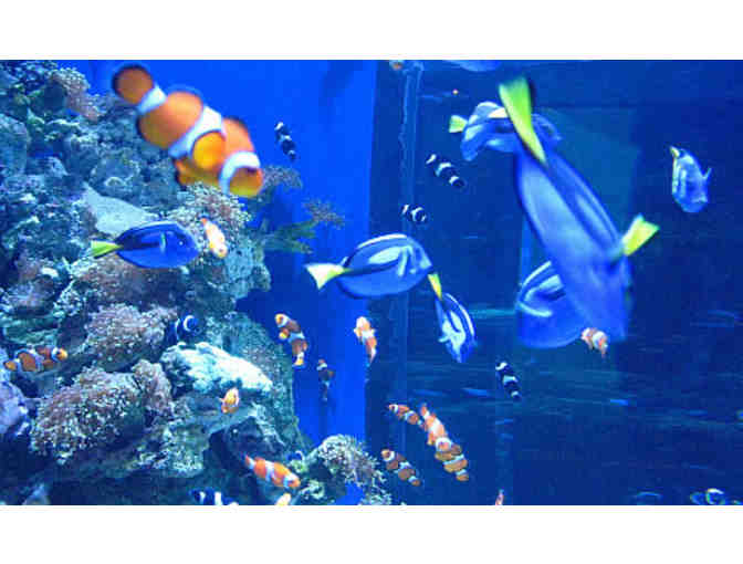 2 Admission Tickets to the Aquarium of the Pacific