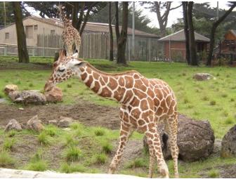 Private Behind-the-Scenes Tour of the San Francisco Zoo